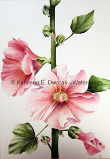 pink hollyhocks 2008