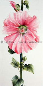 Hollyhocks 5
