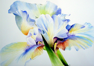 Cotton Candy Iris