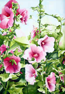 Hollyhocks II