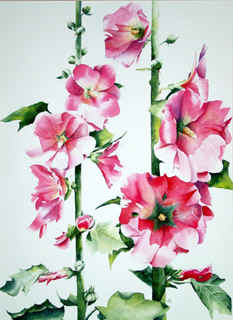 Pink Hollyhocks