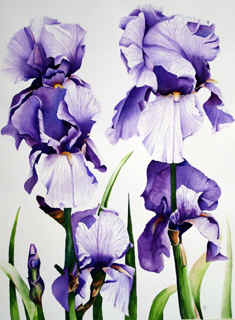 Royal Blooms