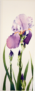 Single Purple Iris