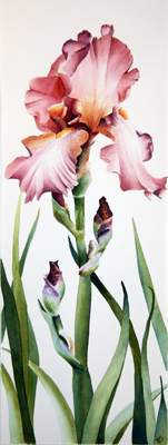 Single Burgundy Iris