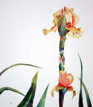 Yellow Iris