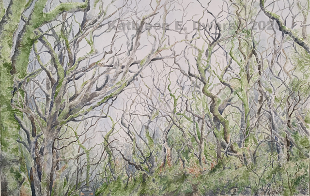 Through Tolkien's Woods